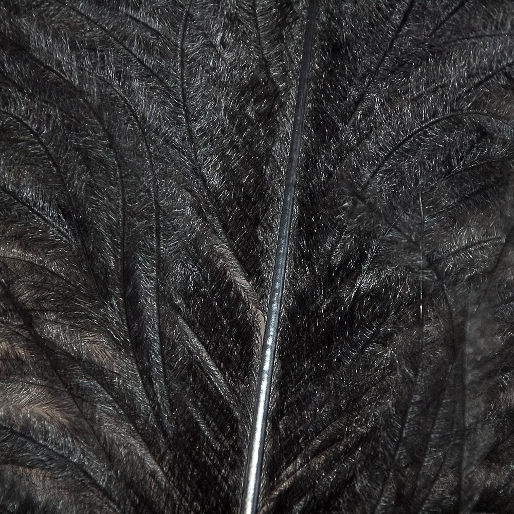 Ostrich Feathers