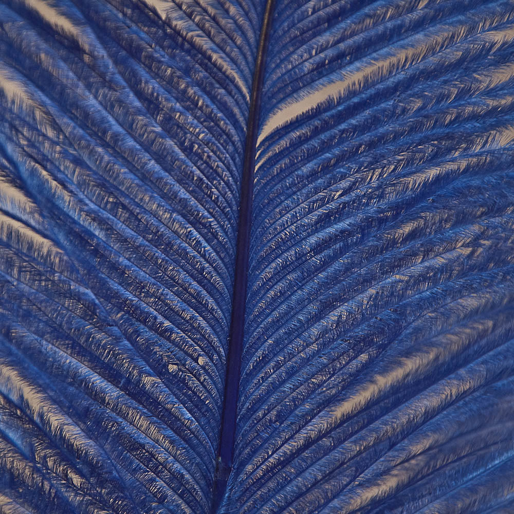 Ostrich Feathers