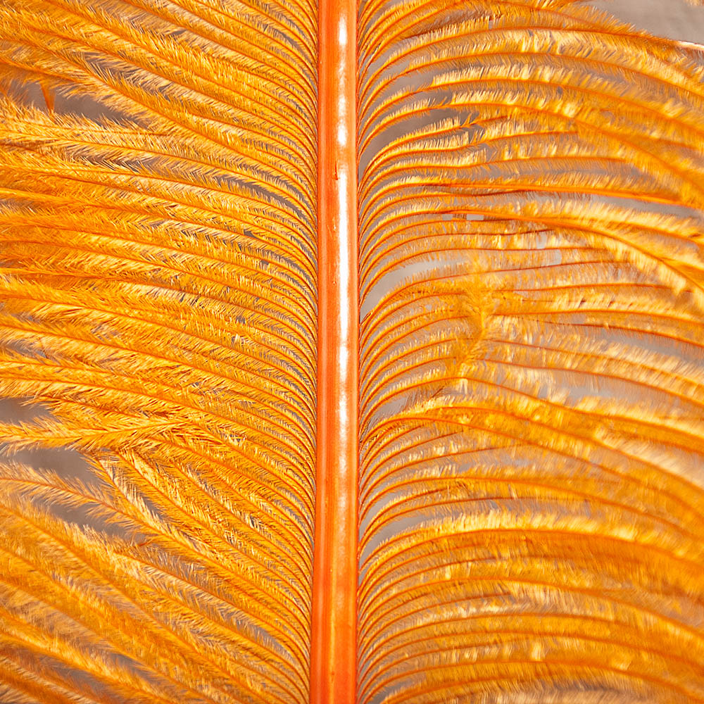 Ostrich Feathers