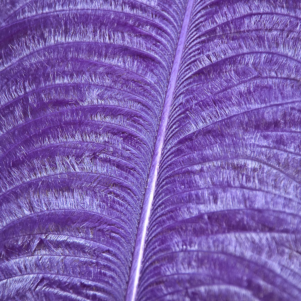 Ostrich Feathers
