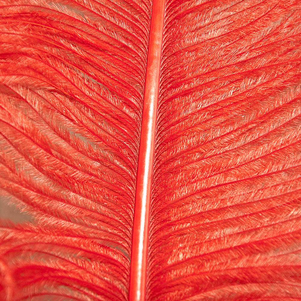 Ostrich Feathers
